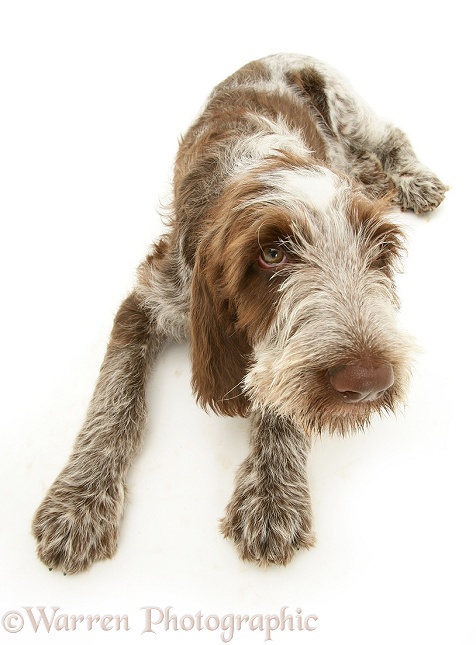 Brown Roan Spinone pup Wilson, 12 weeks old, lying with head up, white background
