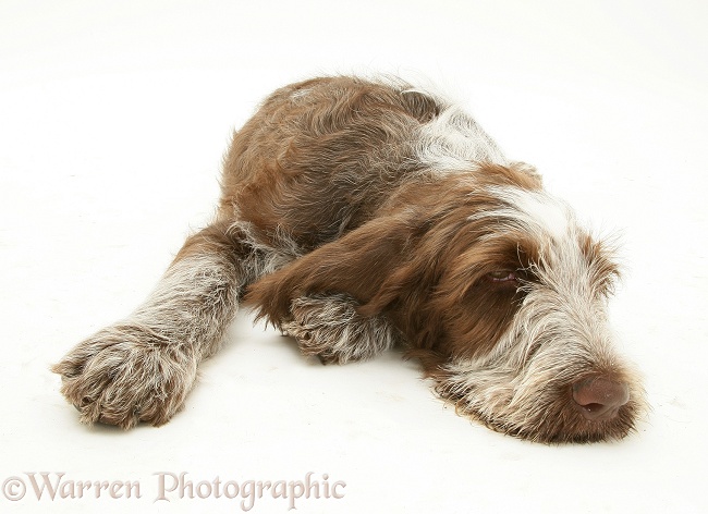 Brown Roan Spinone pup Wilson, 12 weeks old, lying with chin on floor, white background