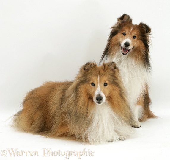 Two Sable Shetland Sheepdogs, white background