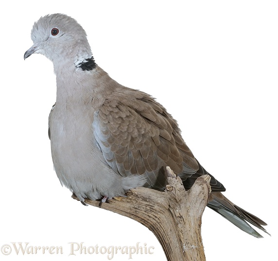 Collared Dove (Streptopelia decaocto) male.  Eurasia, white background