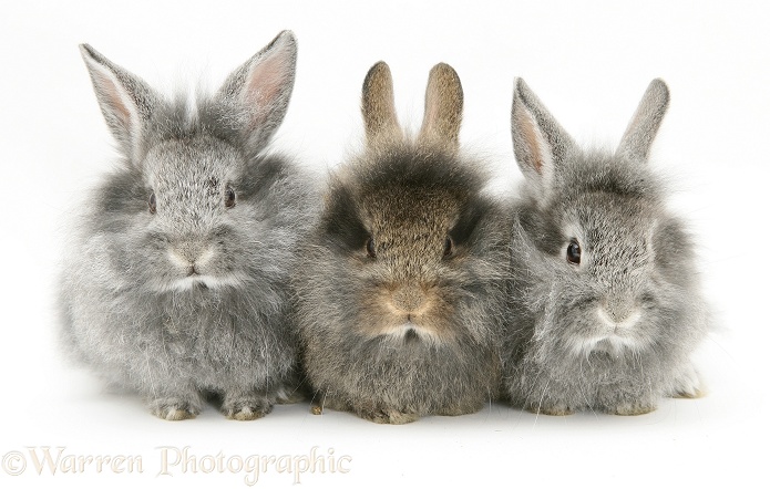 Baby silver and agouti Lionhead rabbits, white background
