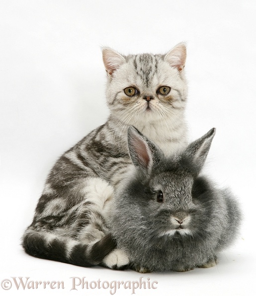 Blue-silver Exotic Shorthair kitten with baby silver Lionhead rabbit, white background