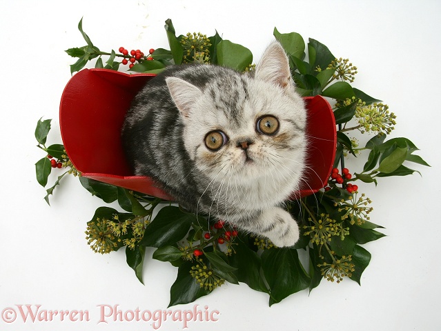 Blue-silver Exotic Shorthair kitten in a miniature sledge with holly and ivy, white background