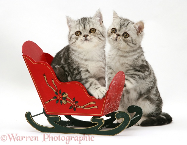 Blue-silver Exotic Shorthair kittens in a miniature sledge, white background