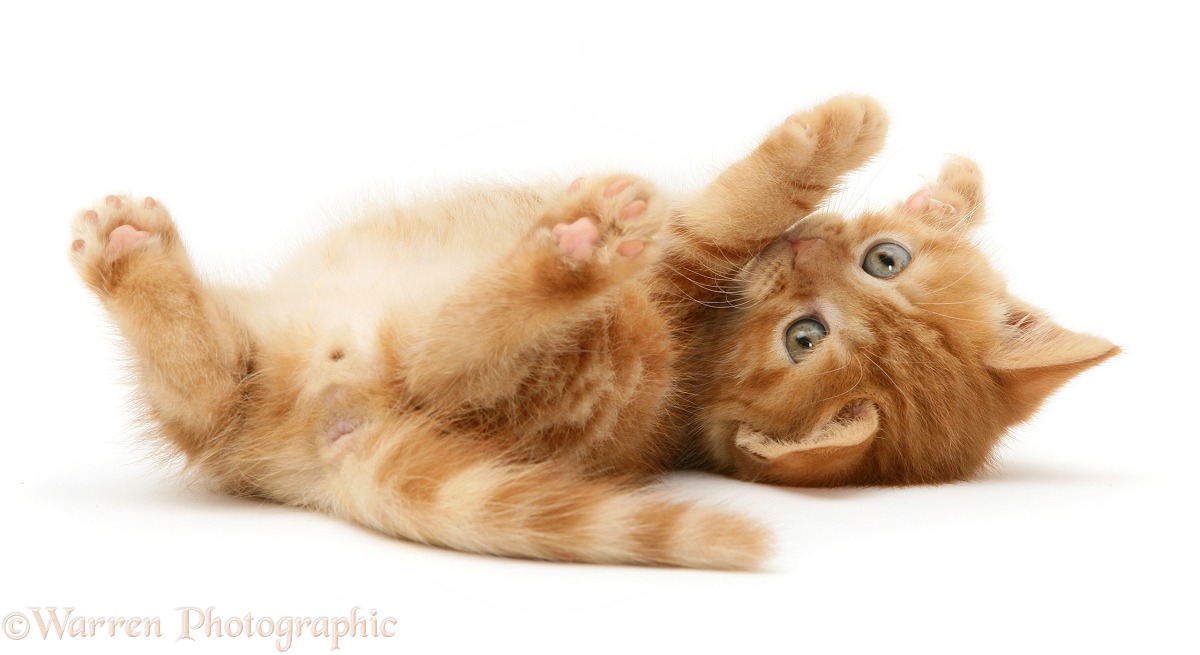 Red tabby British Shorthair kitten rolling on its back, white background