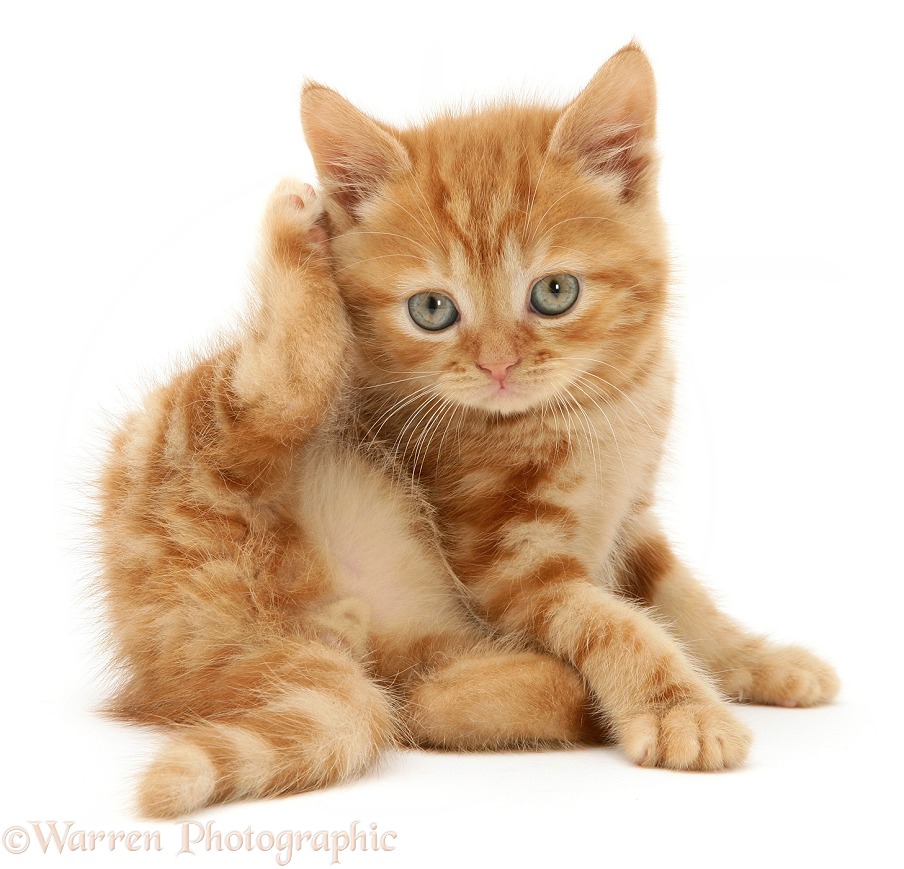Red tabby British Shorthair kitten scratching its ear, white background