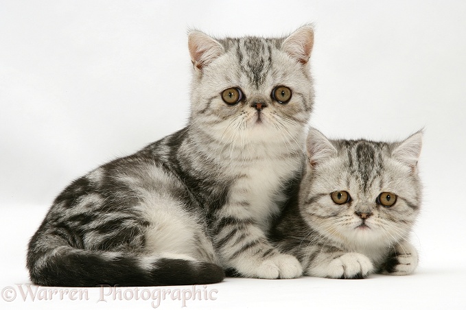 Blue-silver Exotic Shorthair kittens, white background