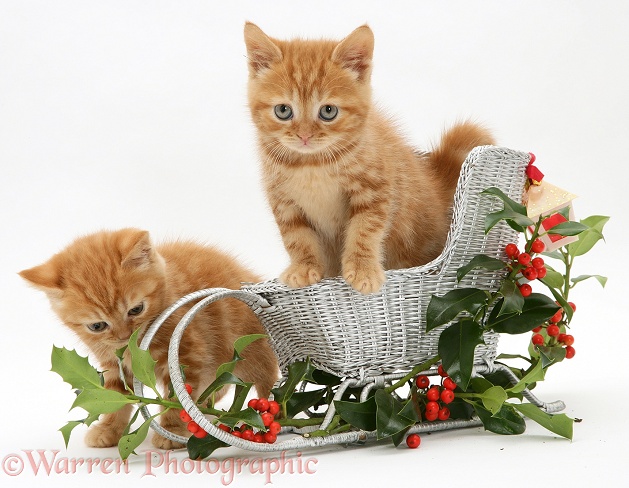 Red tabby British Shorthair kittens with a festive silver sledge and holly, white background