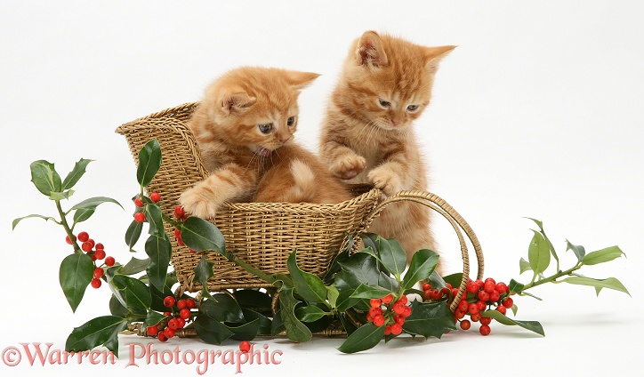 Red tabby British Shorthair kittens with a festive gold sledge and holly, white background