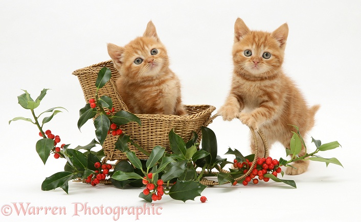 Red tabby British Shorthair kittens with a festive gold sledge and holly, white background