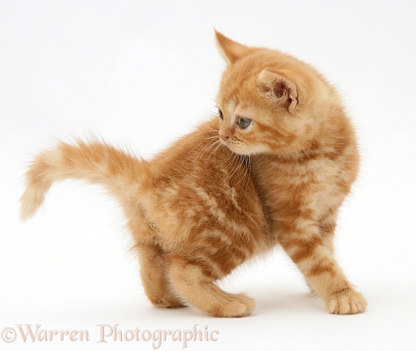 Red tabby British Shorthair kitten, white background