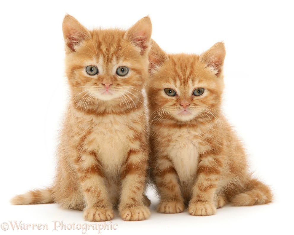 Red tabby British Shorthair kittens, white background