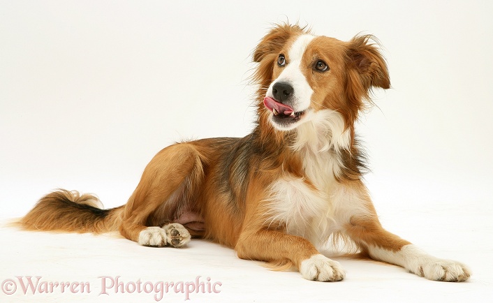 Sable Border Collie, Lollipop, lying head up, licking her lips, white background