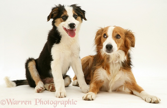 Tricolour Border Collie pup with his sable mother Lollipop, white background