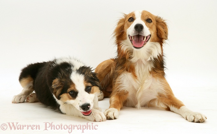 Tricolour Border Collie pup with his sable mother Lollipop, white background