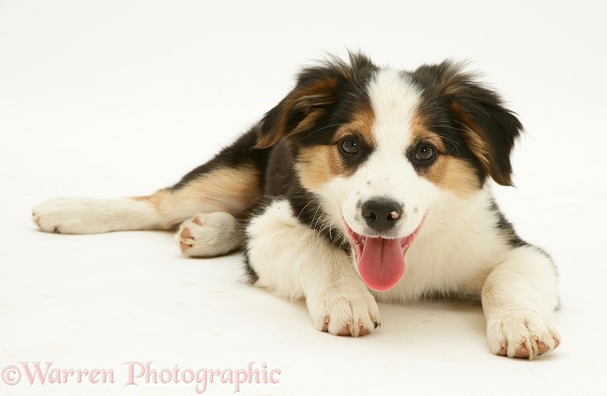 Tricolour Border Collie pup lying head up, panting, white background
