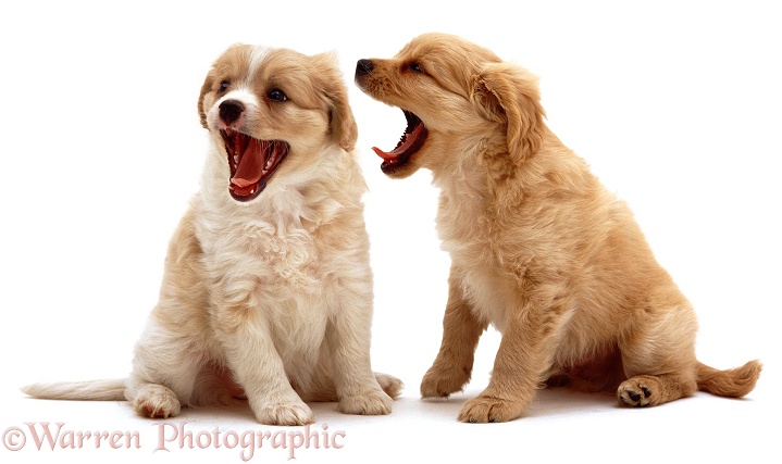 Cavalier x Spitz pups yawning, white background