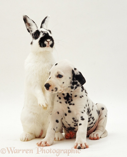 Black-spotted white male rabbit Womble with a Dalmatian pup, white background