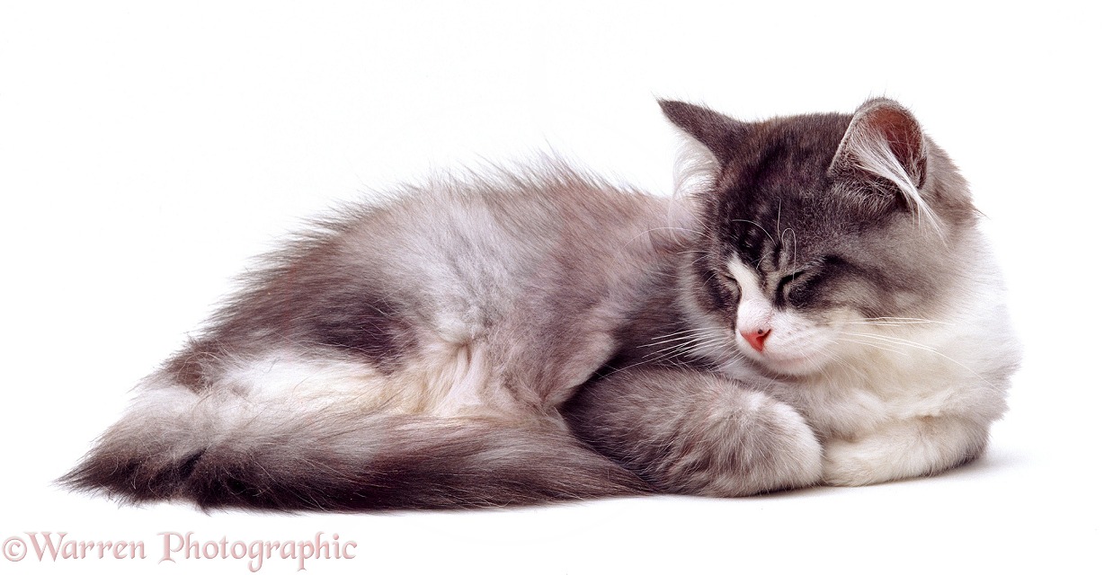 Sleepy Silver Bicolour Chinchilla-cross kitten, 5 months old, white background