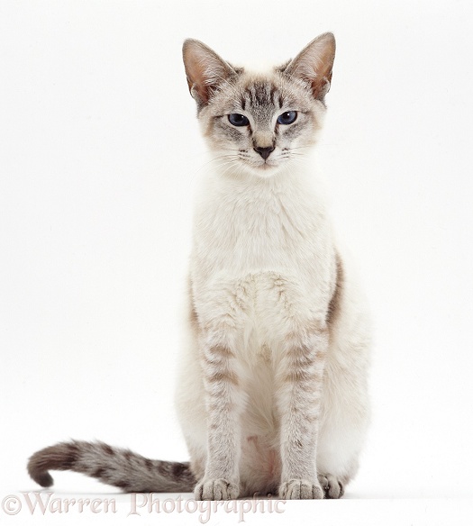 Lilac-point Siamese cat sitting, white background
