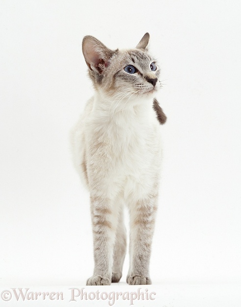 Lilac-point Siamese cat, white background