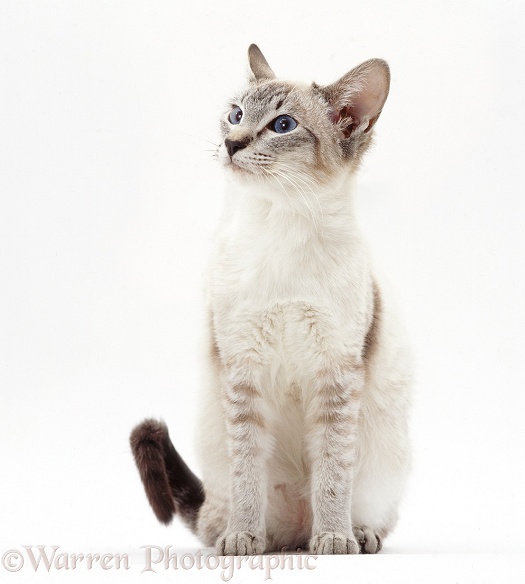 Lilac-point Siamese cat sitting, white background
