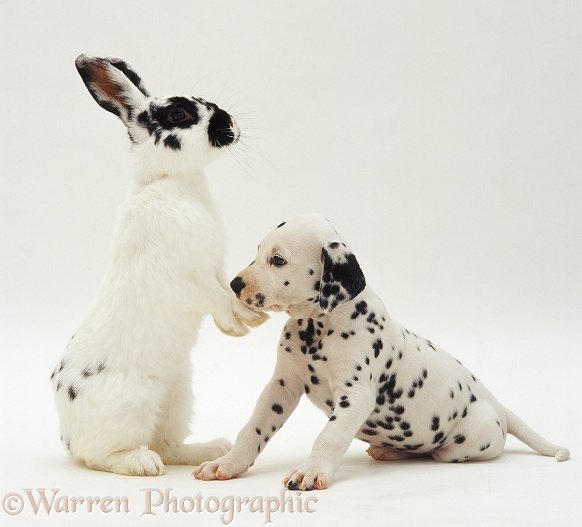 Black-spotted white male rabbit Womble with a Dalmatian pup, white background