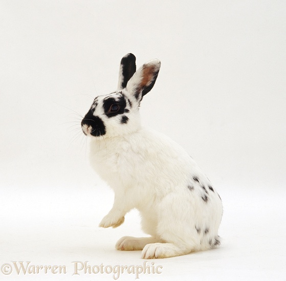Black-spotted white male rabbit Womble, white background