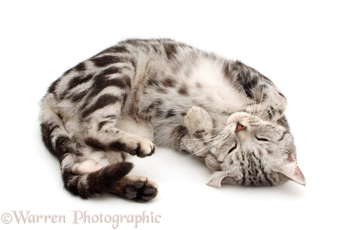 British shorthair silver tabby female cat, Zelda, asleep on her back, white background