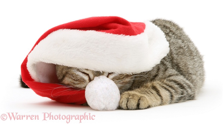 Sleepy tabby cat Tiger Lily wearing a Father Christmas hat, white background