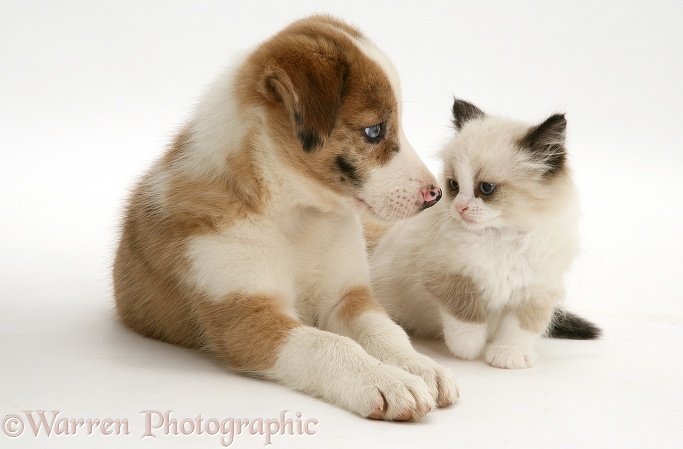 Blue-eyed red merle Border Collie puppy with Birman-cross kitten, white background