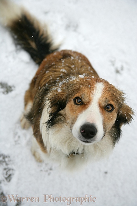 Border Collie bitch Teal in the snow