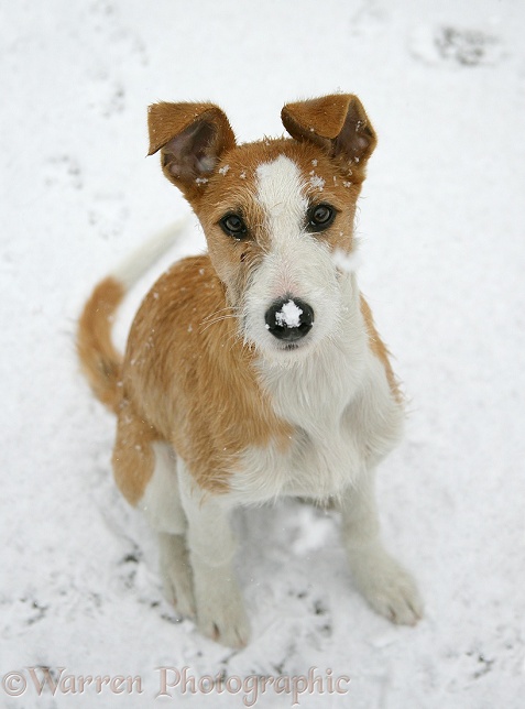 Lurcher Kipling in the snow