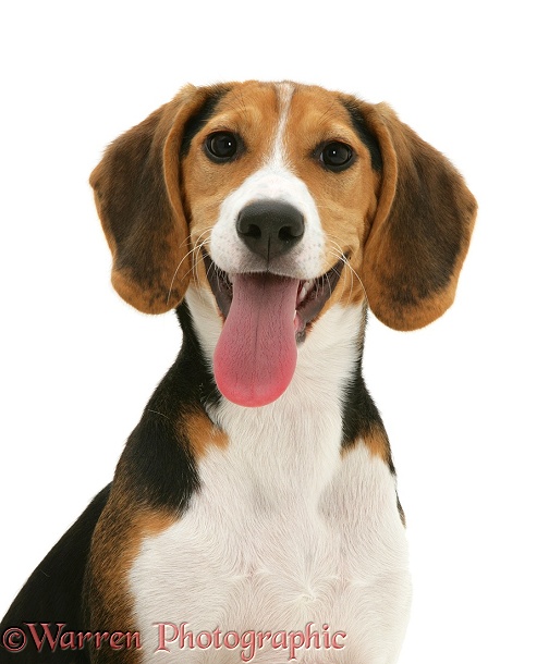 Portrait of Beagle pup, white background