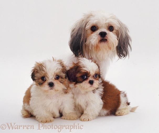Shih-tzu bitch Daisy with two pups, 7weeksold, white background