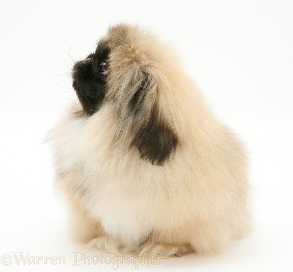 Pekingese pup, Mop, white background