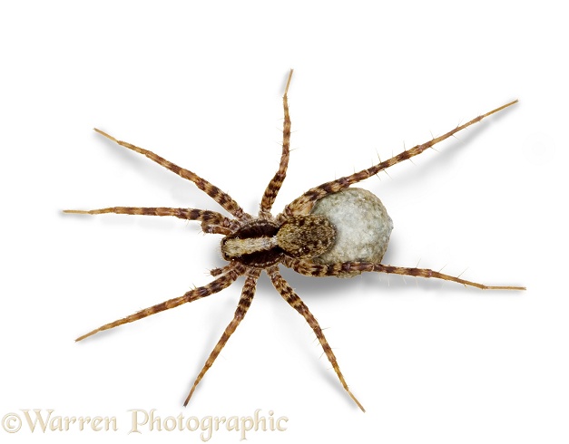 Meadow Spider (Pardosa saltans) female carrying egg sac.  Europe, white background