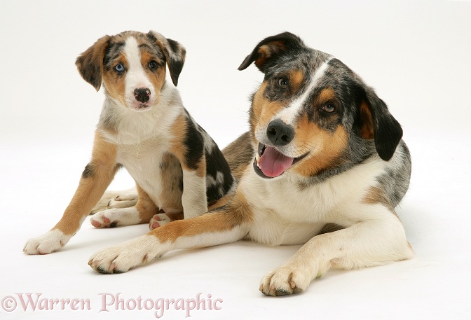 Merle Border Collie dog Kai with his merle pup Kailie, 8 weeks old, white background