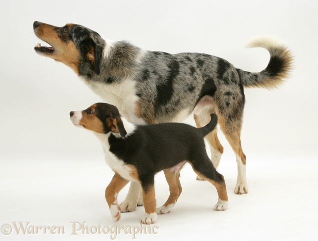 Merle Border Collie dog Kai walking with his tricolour son, 8 weeks old, white background