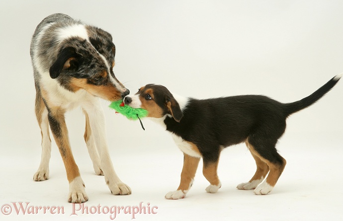 Merle Border Collie dog Kai playing tug with his tricolour son, 8 weeks old, white background