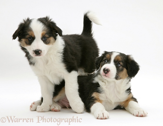 Two tricolour Border Collie pups, 8 weeks old brothers, white background
