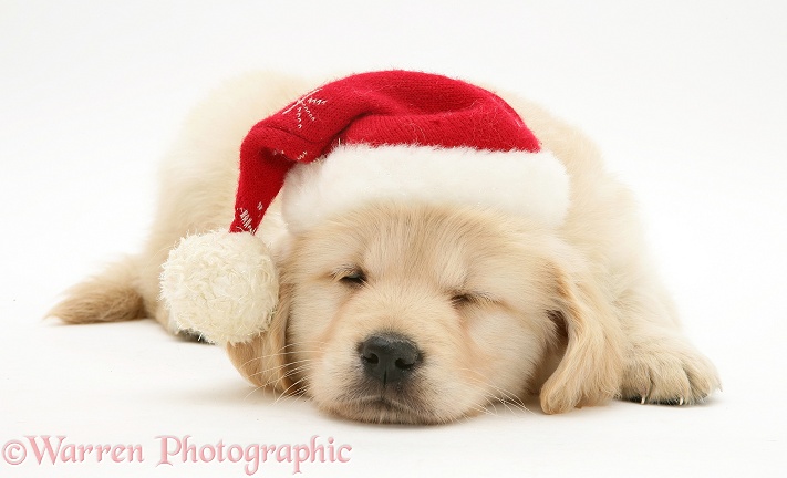 Golden Retriever pup asleep wearing a Santa hat, white background