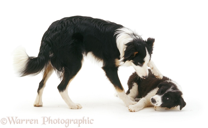 Border Collie pup Phoebe, 12 weeks old, bossed by Baloo, 8 months old, white background