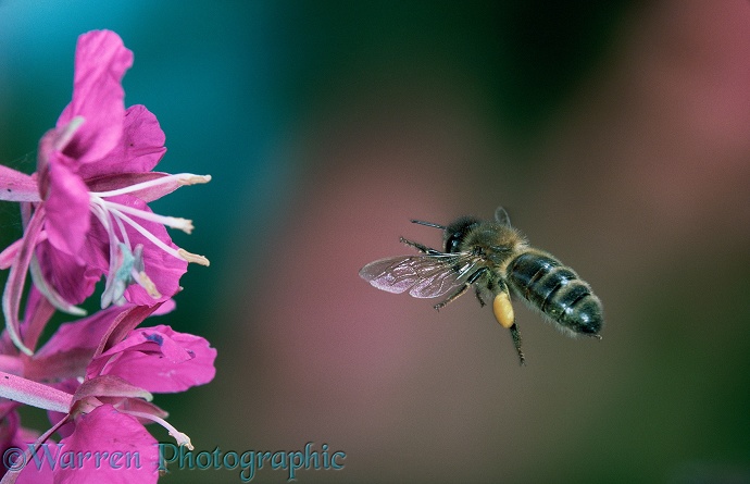 Honey Bee (Apis mellifera)  worker with full pollen sacs visiting Rosebay flowers