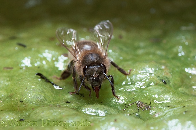 Honey Bee (Apis mellifera) worker drinking from an algae-covered pond.  Worldwide