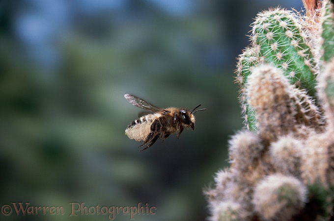 Leaf-cutting Bee (Megachile species) with pollen-laden abdomen flying to nest under cactus.  Europe