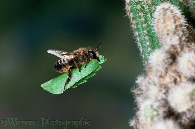 Leaf-cutting Bee (Megachile species) carrying section of birch leaf to nest under cactus.  Europe