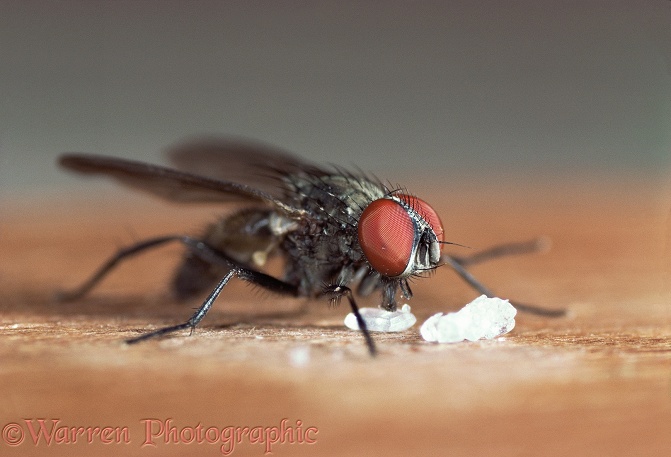 Lesser Housefly (Fannia canicularis) feeding on sugar crystals.  Worldwide