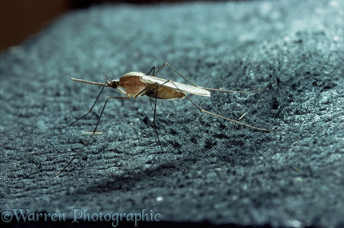 Anopheline Mosquito (unidentified).  Europe