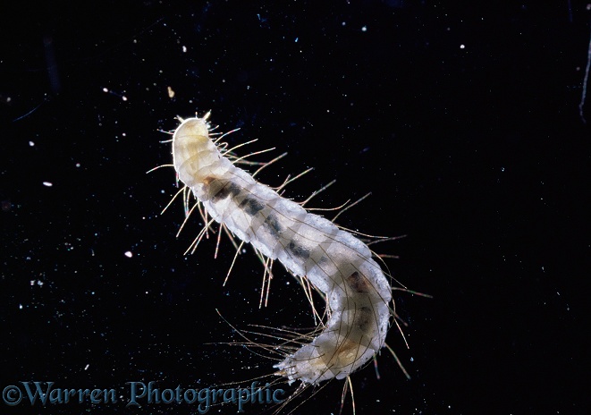 Cat Flea (Ctenocephalides felis) larva.  Worldwide